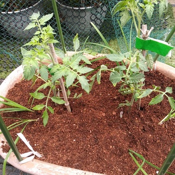 20220501_ニラの根の上にトマト苗を移植.jpg